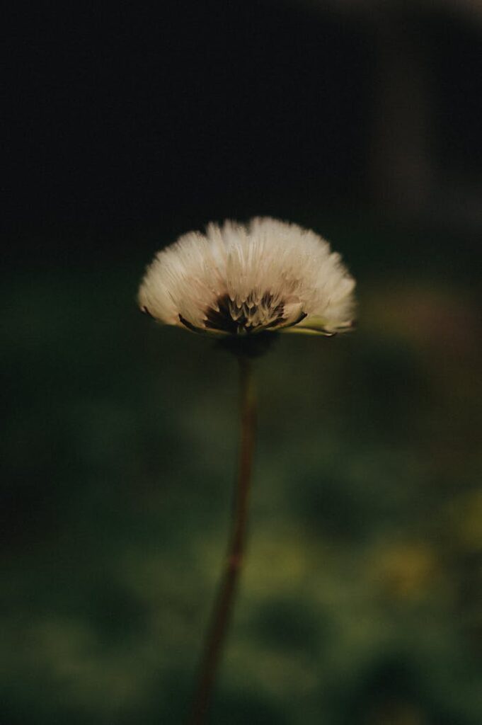 Minimalist close-up of dandelion seed head against a dark blurred background.